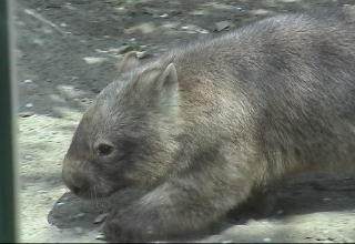The Common wombat photograph Common wombat photograph