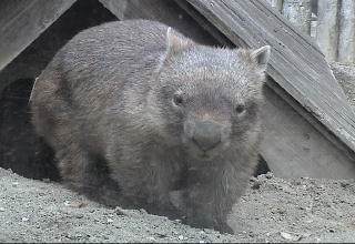 Common wombat (Vombatus ursinus hirsutus)
