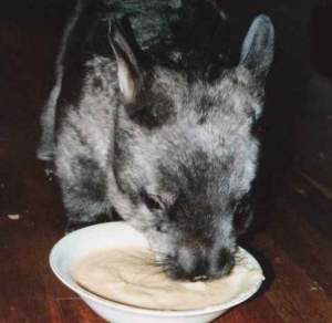 Hairy nosed wombat head