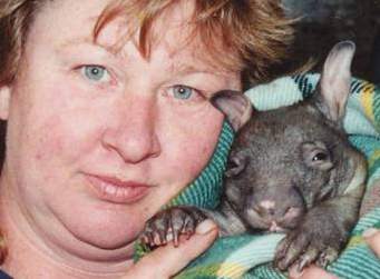 Orphaned Southern hairy-nosed wombat joey