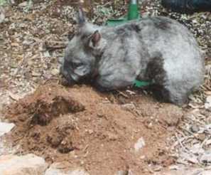 Wombat digging Wombat digging