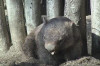 Common wombat picture