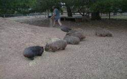Wombats Feeding Together Wombats Feeding Together