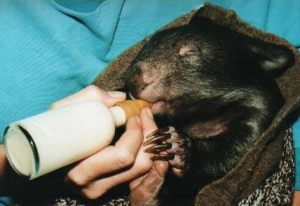 Wombles, a common wombat, being bottle fed, May 2002 Wombles, a common wombat, being bottle fed, May 2002